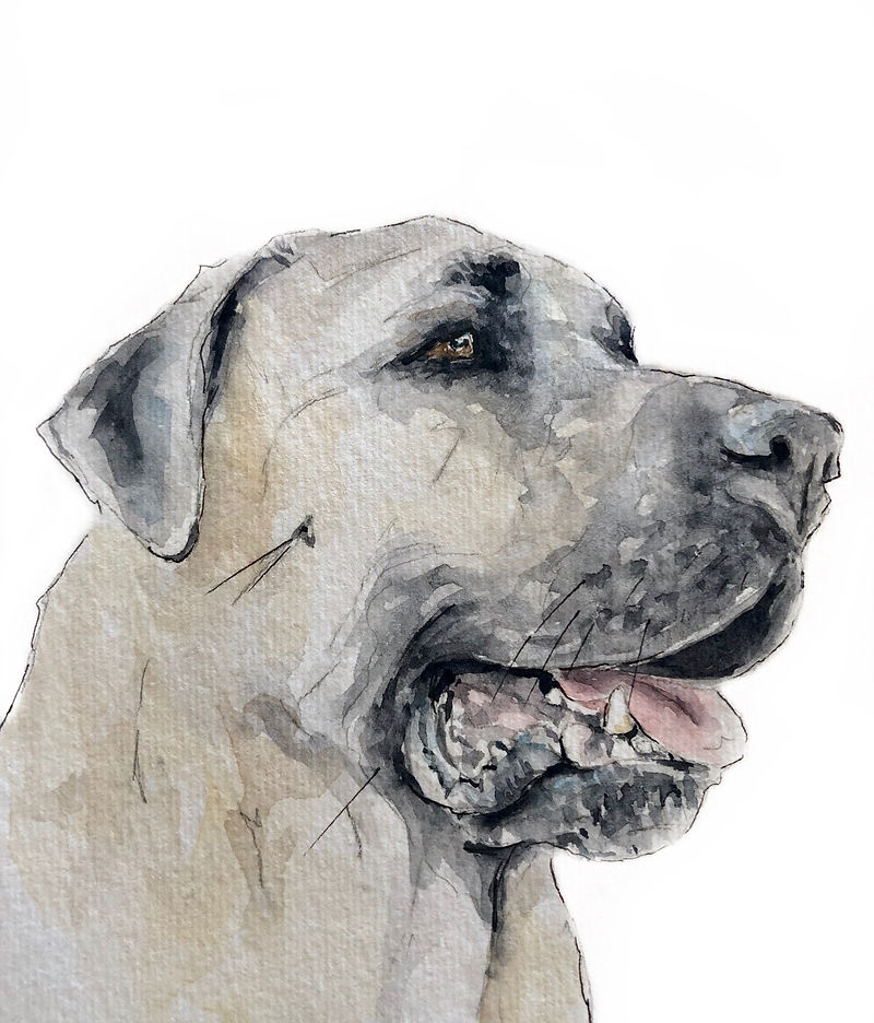 Loose, expressive quick watercolor portrait of a dog